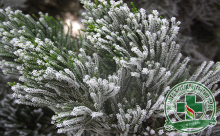 銀屑病護(hù)理